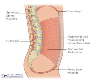 Anatomical diagram of the pelvic floor from an abdominal perspective, showing the diaphragm and how all key structures connect.