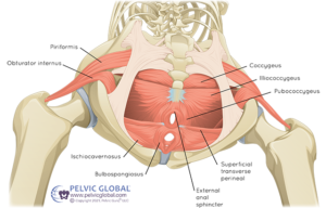 Anatomical diagram of the pelvic floor from a low-angle perspective, with all key muscles, organs, and structures labeled.