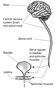 Anatomical diagram illustrating the brain-to-bladder connection and how the nervous system controls bladder function.