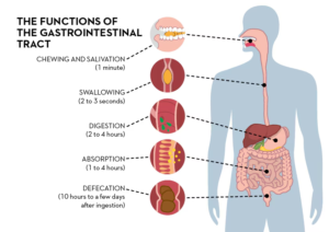 Anatomical diagram illustrating the functions of the gastrointestinal tract, showing how food moves through the digestive system from the mouth to the rectum.