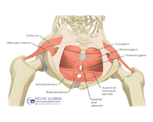 A close-up of a pelvic floor muscle model showing the hammock-like structure of the muscles.