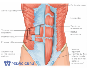 Labelled anatomical model of the abdomen showing the structure and layout of muscles and organs.
