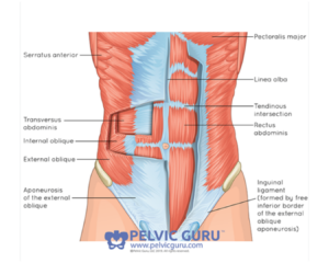 Detailed anatomical illustration showing abdominal muscles and their connections, highlighting how they overlay and function.