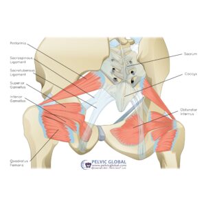 A posterior anatomical view of the spine and tailbone, showing their proximity to the pelvic floor muscles.