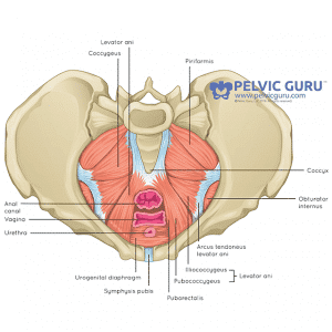 A labeled anatomical illustration of the pelvic floor from a top-down view, highlighting the rectum and surrounding muscles.