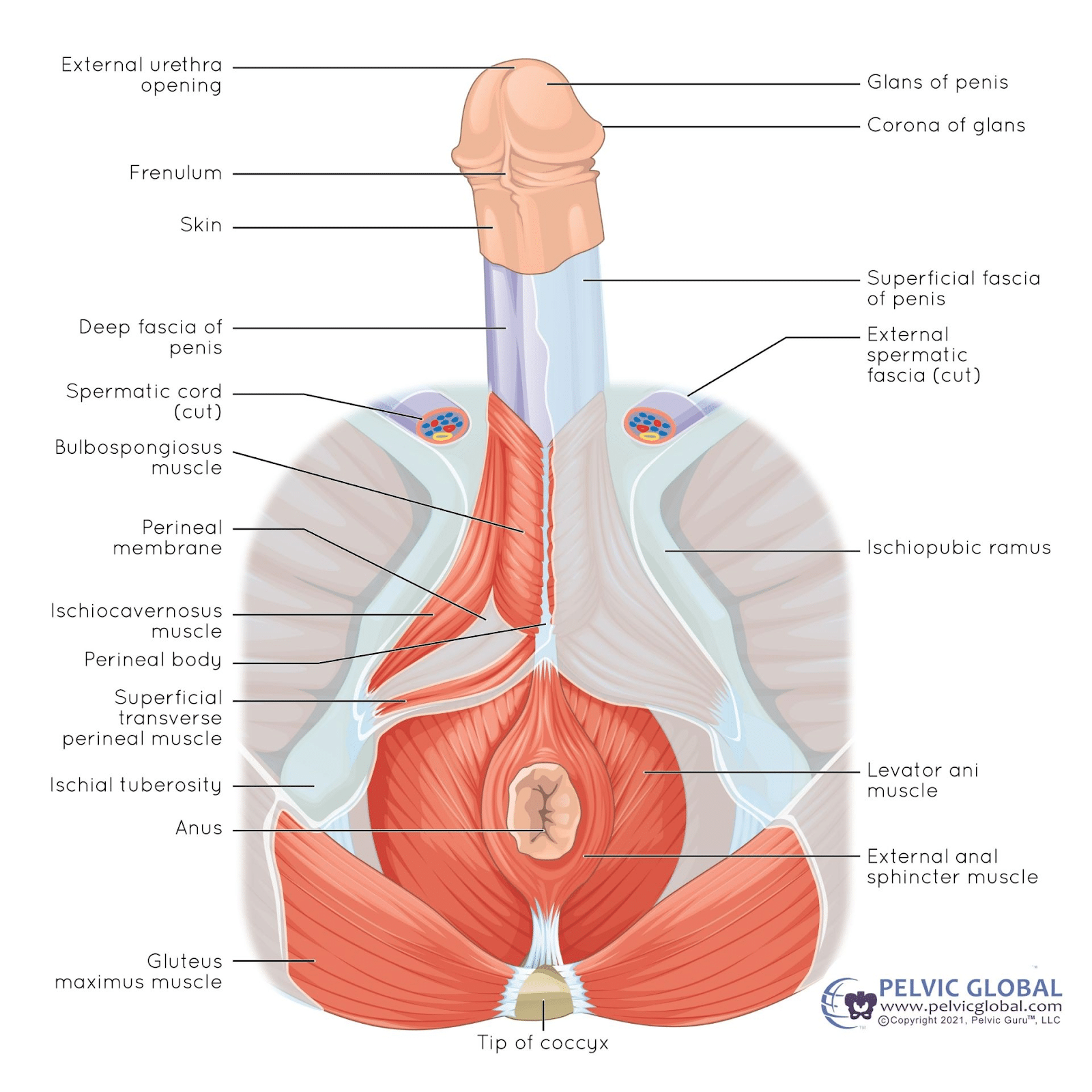 male pelvic floor