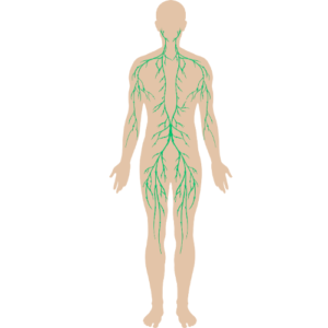 lymphatic system diagram showing drainage network throughout the body